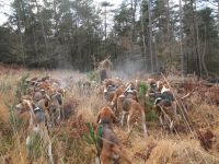 le grand cerf fait face aux chiens de l'Équipage de La Hardouinais (22)
