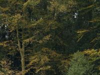 un grand cerf adulte en forêt d'écouves