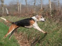 le grand saut du foxhound au Vautrait Tad Koz (22)