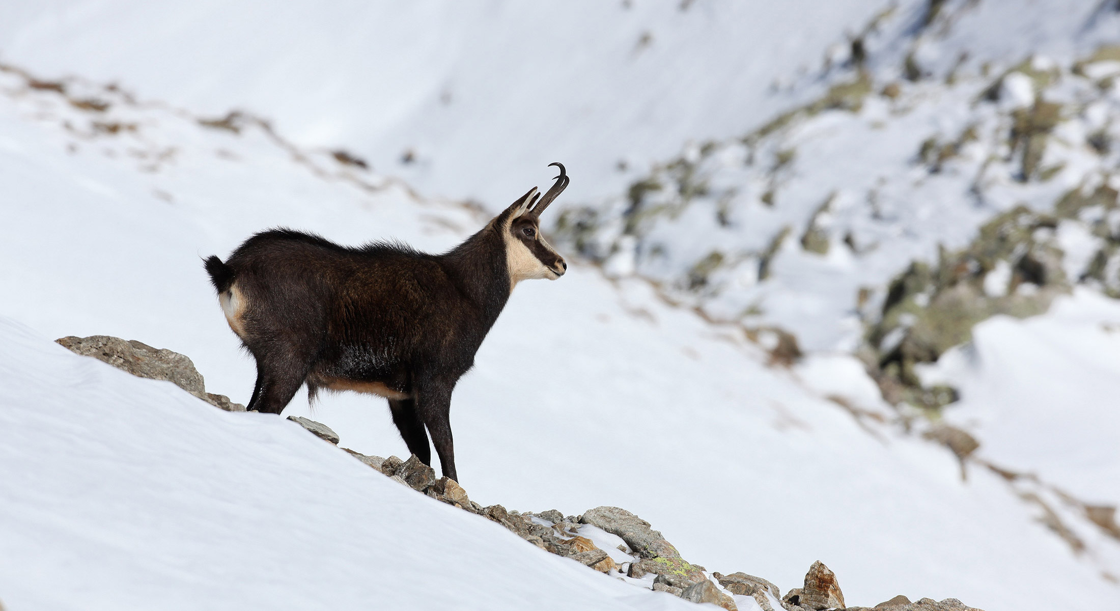 Chamois