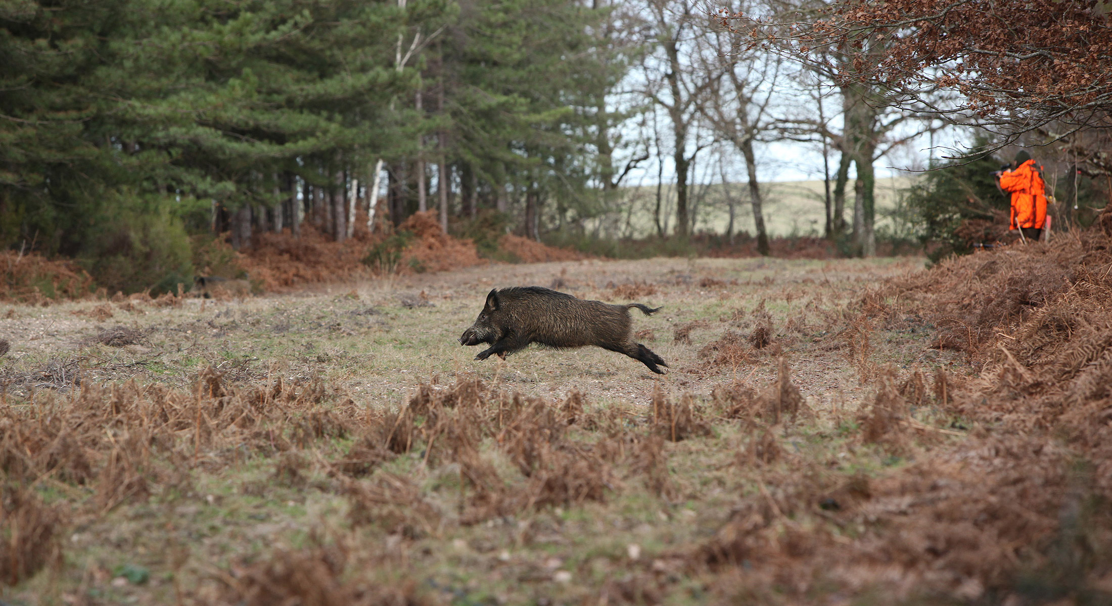 Sanglier